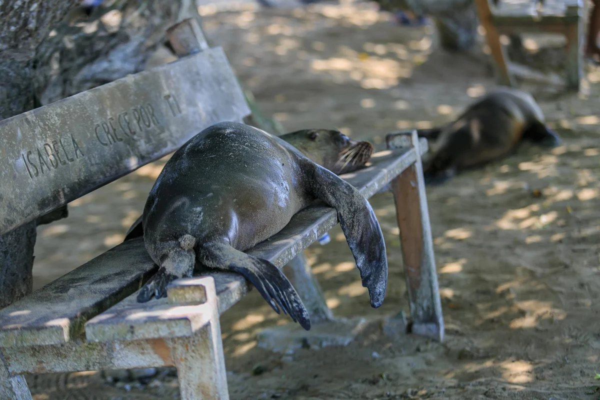 Quito – Galápagos-szigetek: Baltra-sziget – Isabela-sziget – óriásteknős-nevelő központ