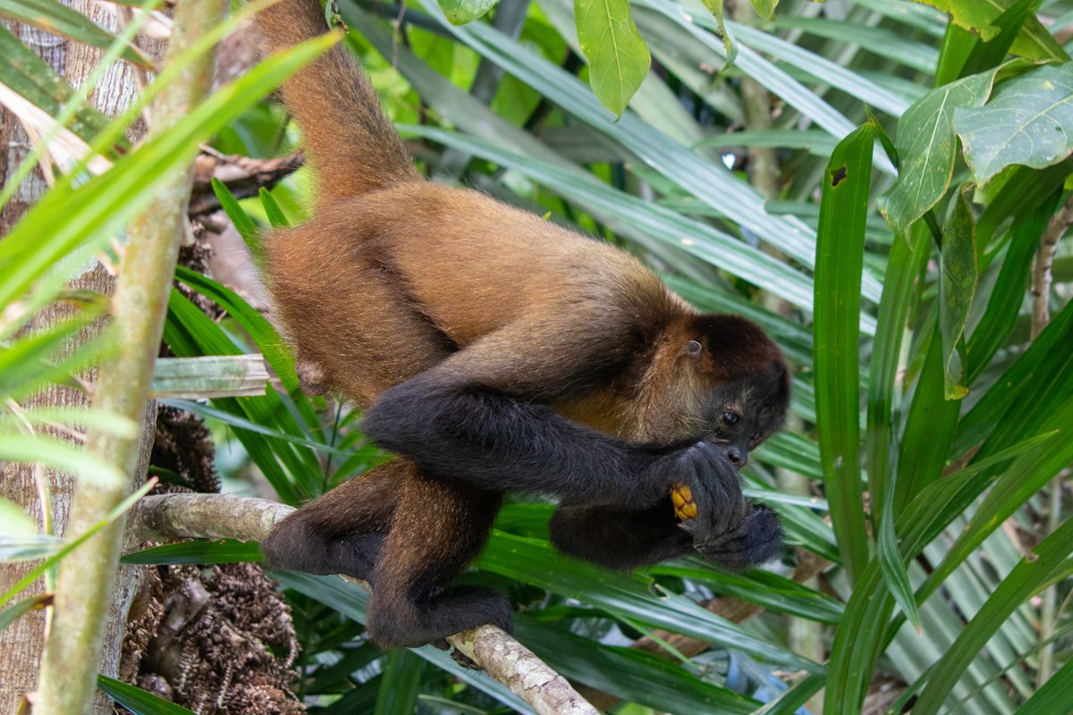 Corcovado Nemzeti Park – gyalog- és csónaktúra – éjszakai esőerdei túra
