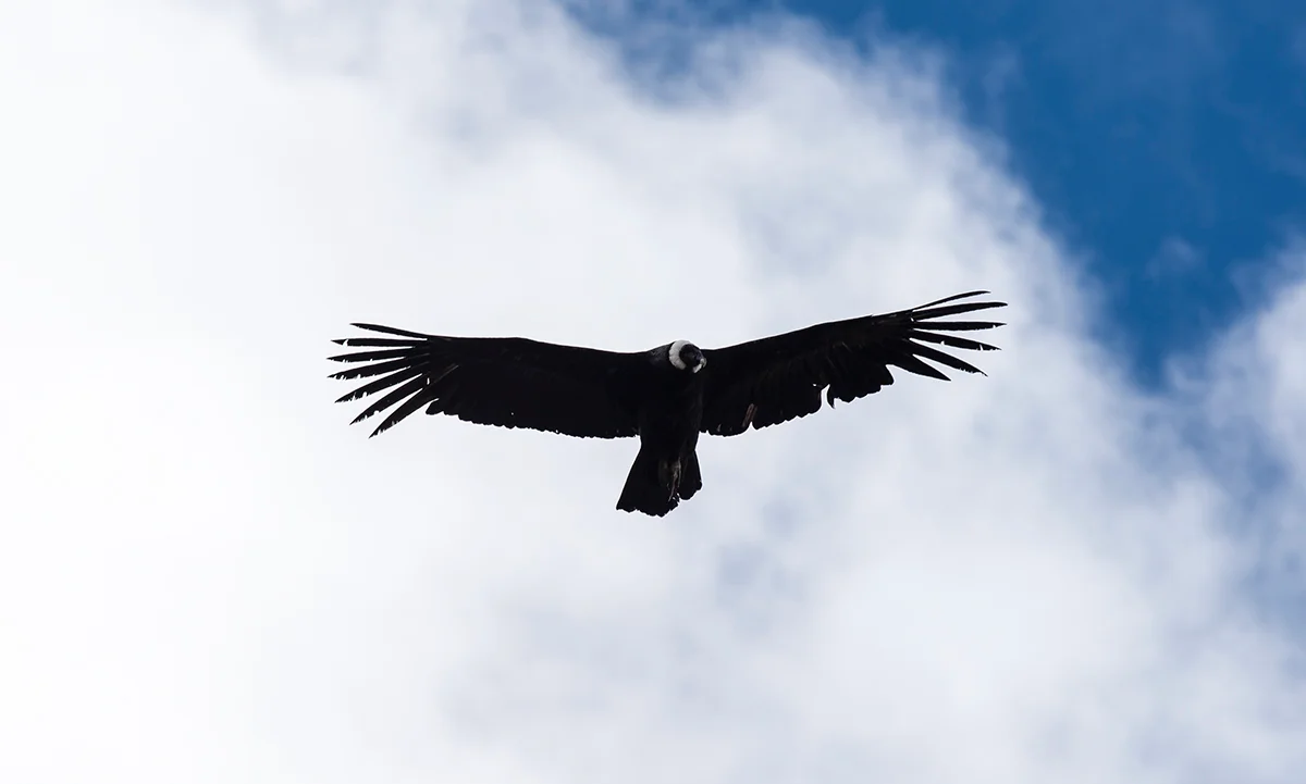 Colca-kanyon – Kondor kilátópont túra –  Uyo Uyo