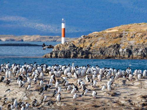 Kalandtúra Tűzföldtől Patagóniáig – 2. rész: Hajókirándulás a Beagle-csatornán