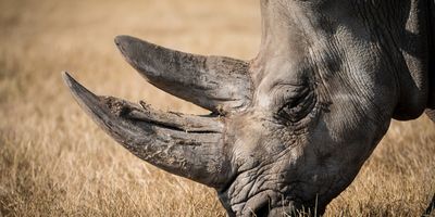 Dél-afrikai Köztársaság, Lesotho, Swáziföld kalandtúra