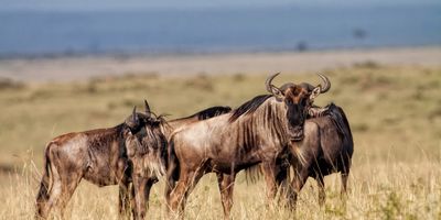 Tanzánia – terepjárós szafari