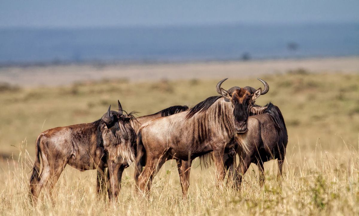 Arusha – Tarangire Nemzeti Park – vadles – Karatu