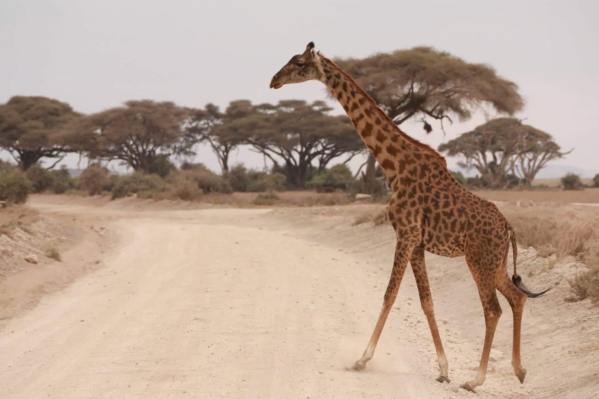Nairobi – Amboseli Nemzeti Rezervátum – vadles