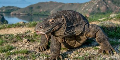 Indonézia – Jáva, Bali, Komodo kalandtúra