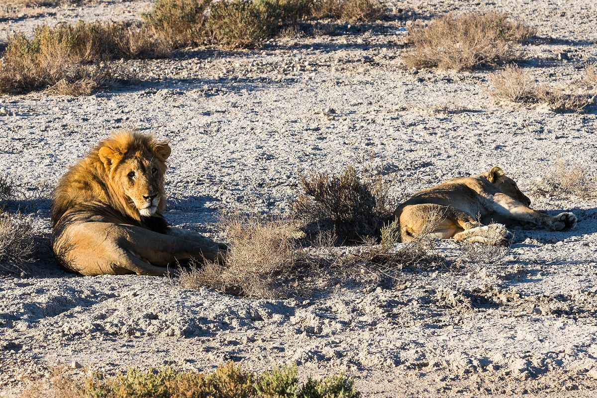 Etosha Nemzeti Park – Windhoek – hazautazás