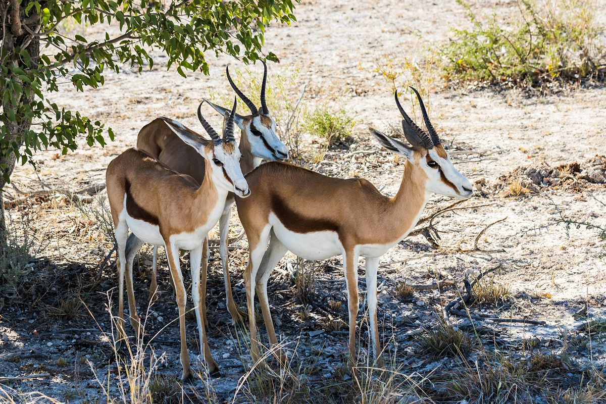 Kalahári-sivatag – Namíbia: Windhoek