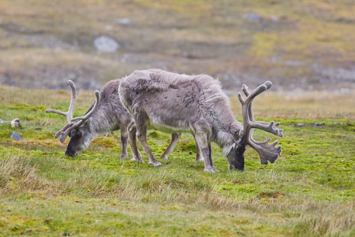Forlandsundet vagy St. Johns Fjord – Longyearbyen