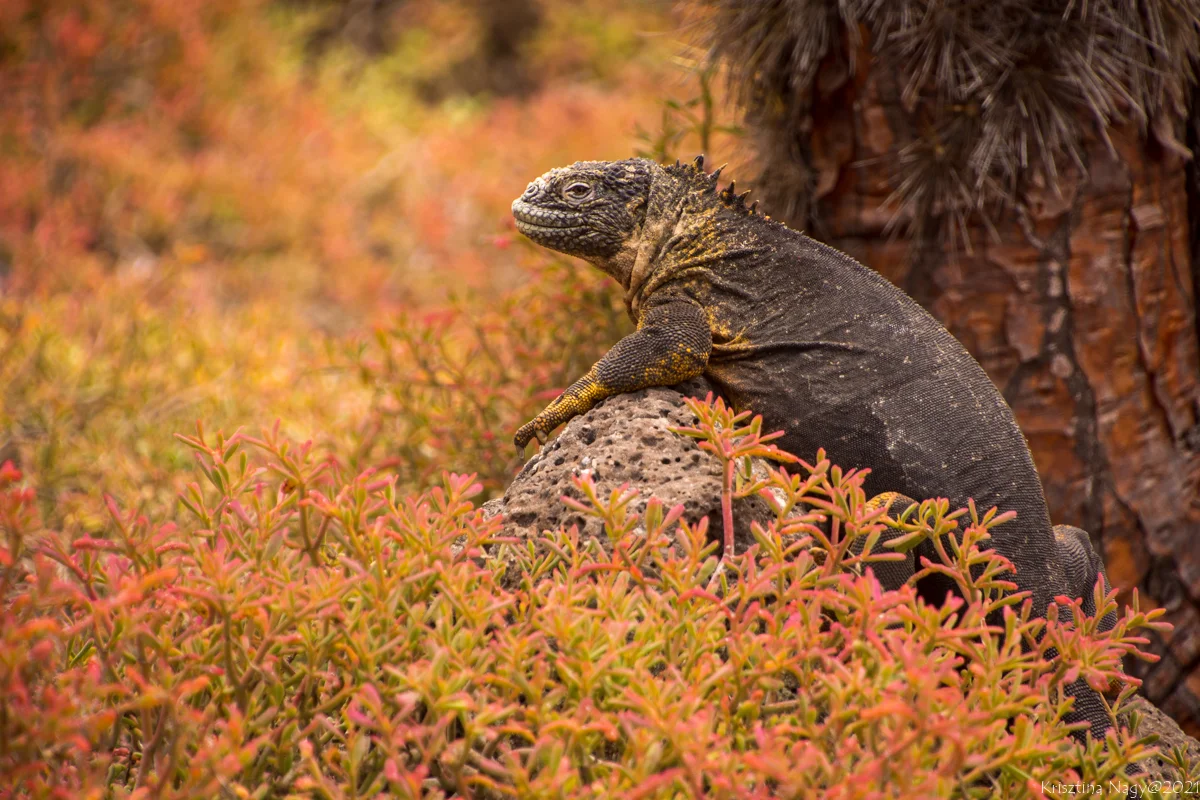 Santa Cruz-sziget – Déli-Plaza-sziget hajókirándulás