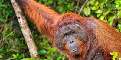 Indonézia – Szumátra, Borneo, Celebesz kalandtúra