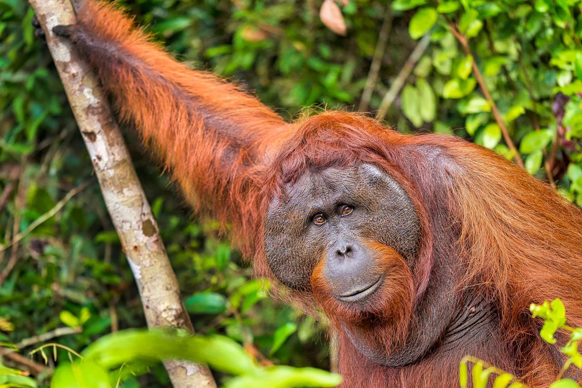 Borneó: Tanjung Puting Nemzeti Park