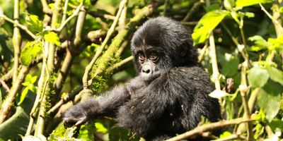 Uganda, Kenya terepjárós kalandtúra – Hegyi gorillák és a nagy állatvándorlás a Mara-folyón 