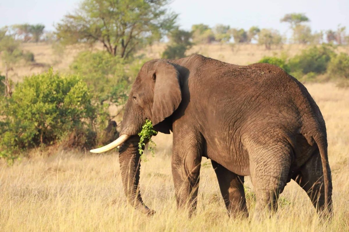 Amboseli Nemzeti Rezervátum – vadles