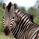 Afrikai népmesék – Hogyan szerezte a zebra a csíkjait?