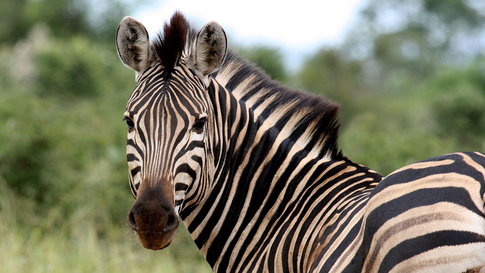 Afrikai népmesék – Hogyan szerezte a zebra a csíkjait?