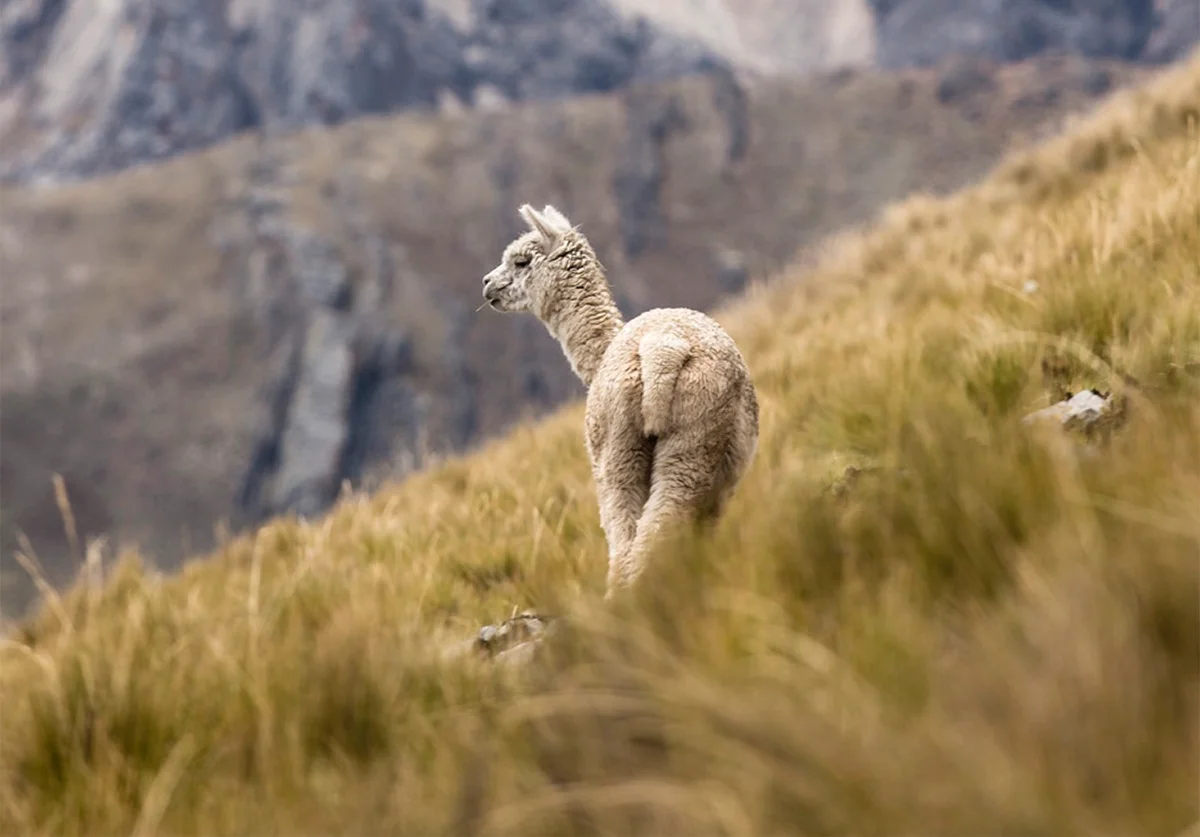 Arequipa – Salinas Nemzeti Park – Colca-kanyon