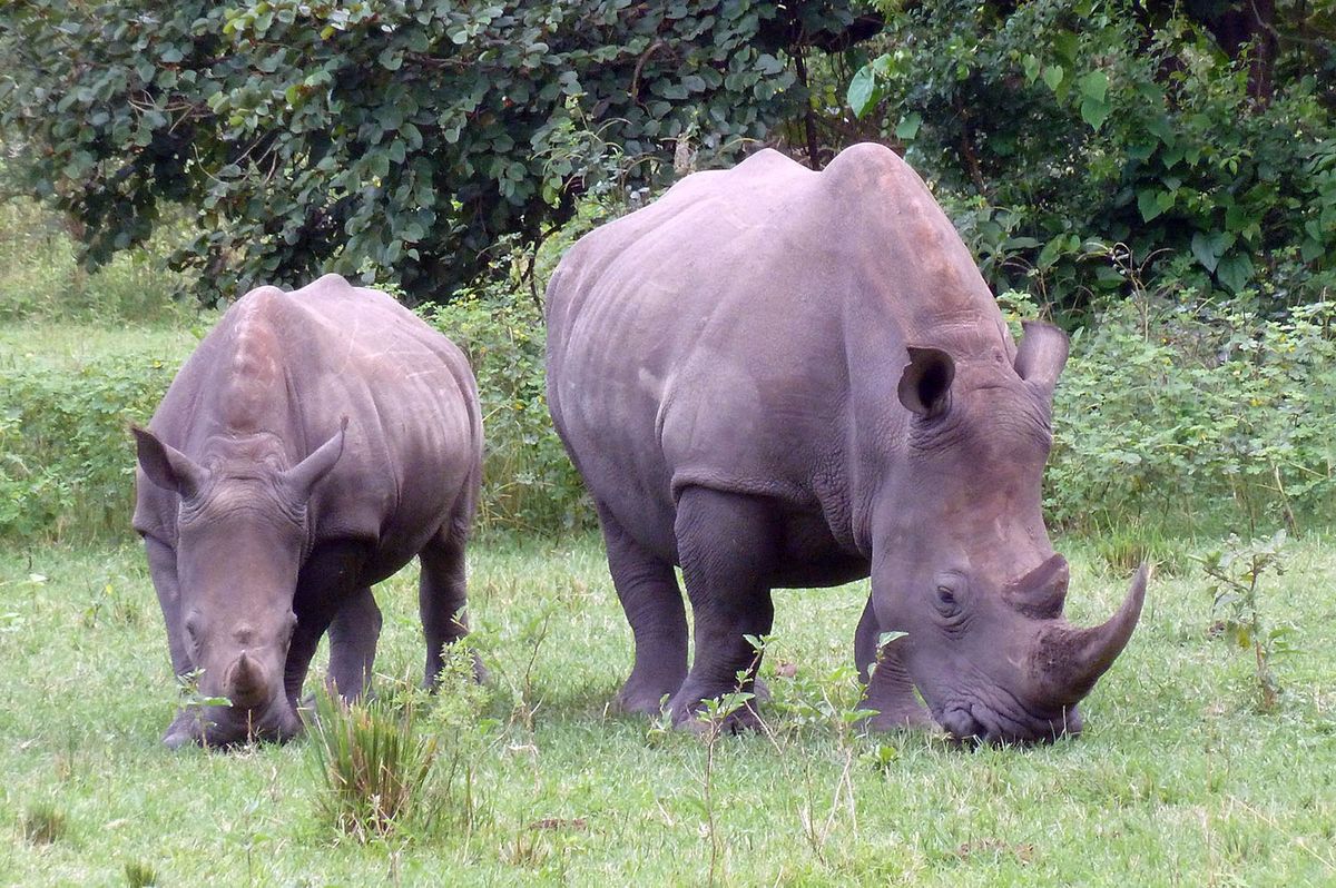 Entebbe – Ziwa Orrszarvú Otthon – Murchison Falls Nemzeti Park