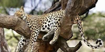 Kenya legjava – terepjárós szafari és az Indiai-óceán