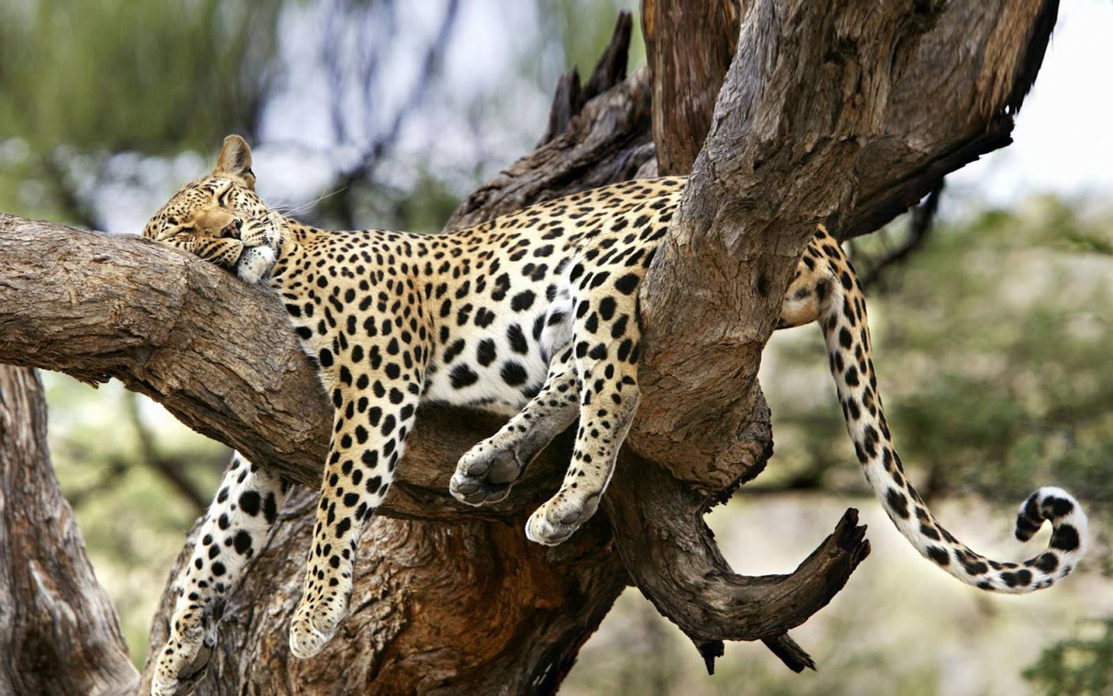 Kenya legjava – terepjárós szafari és az Indiai-óceán