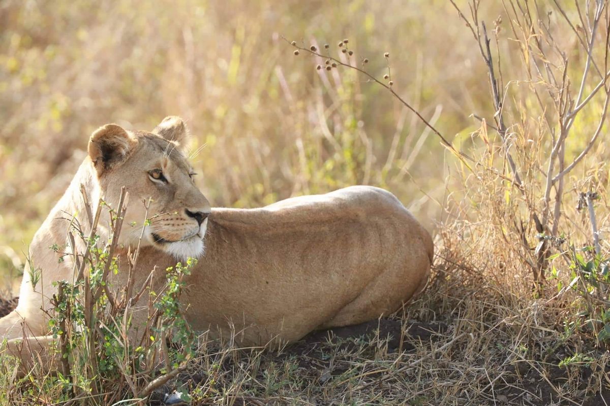 Maasai Mara Vadrezervátum  – vadles – Nairobi