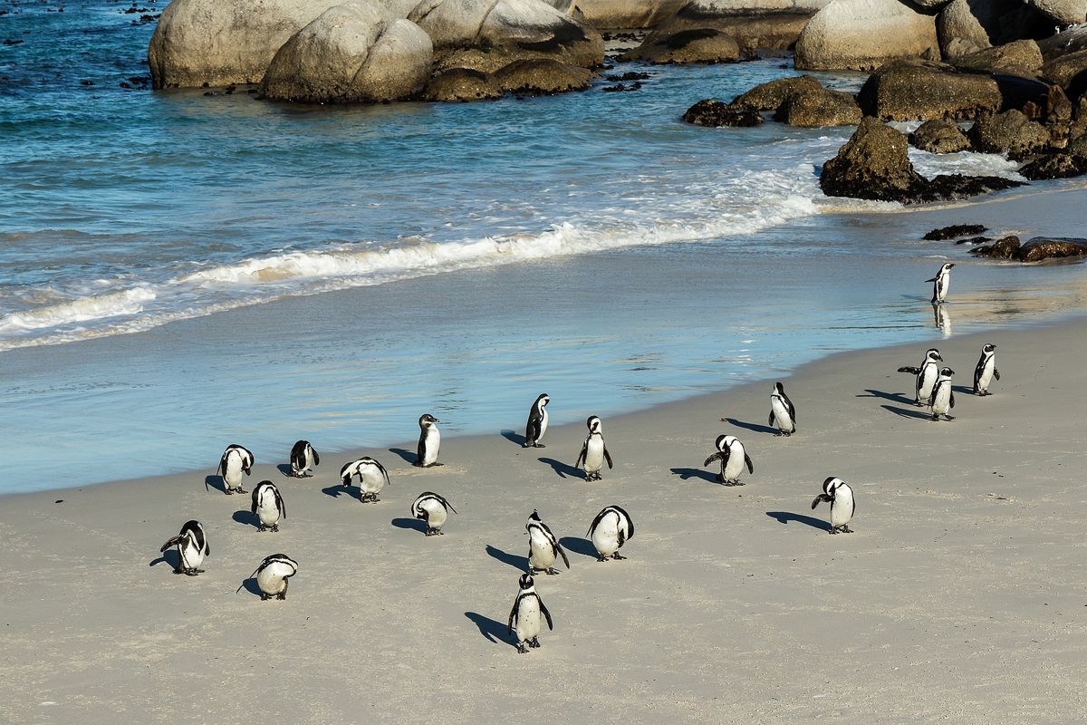 Fokváros – Cape Point – Jóreménység foka – Boulders pingvinkolónia