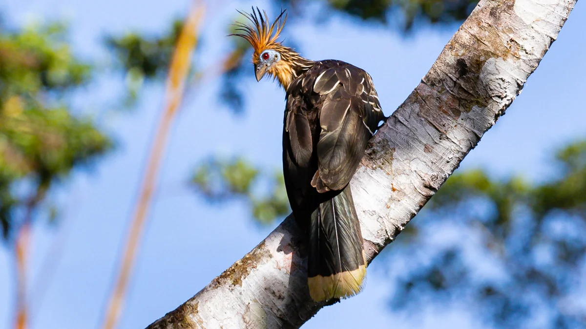 Amazónia – Yasuni Nemzeti Park – esőerdei túrák