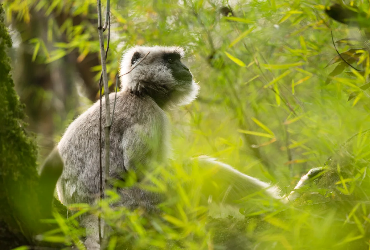 Chhomrong (2170 m) – Dovan (2505 m)