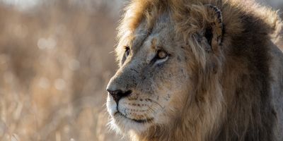 Dél-afrikai Köztársaság – terepjárós kalandtúra és szafari