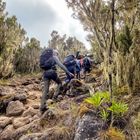 Megmásztam a Kilimandzsárót! – 2. nap: Machame tábor (3030 m) – Shira tábor (3850 m)