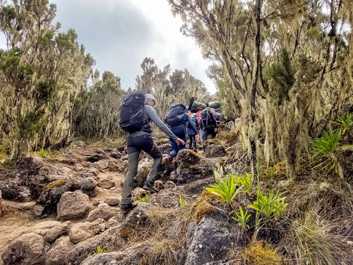 Megmásztam a Kilimandzsárót! – 2. nap: Machame tábor (3030 m) – Shira tábor (3850 m)