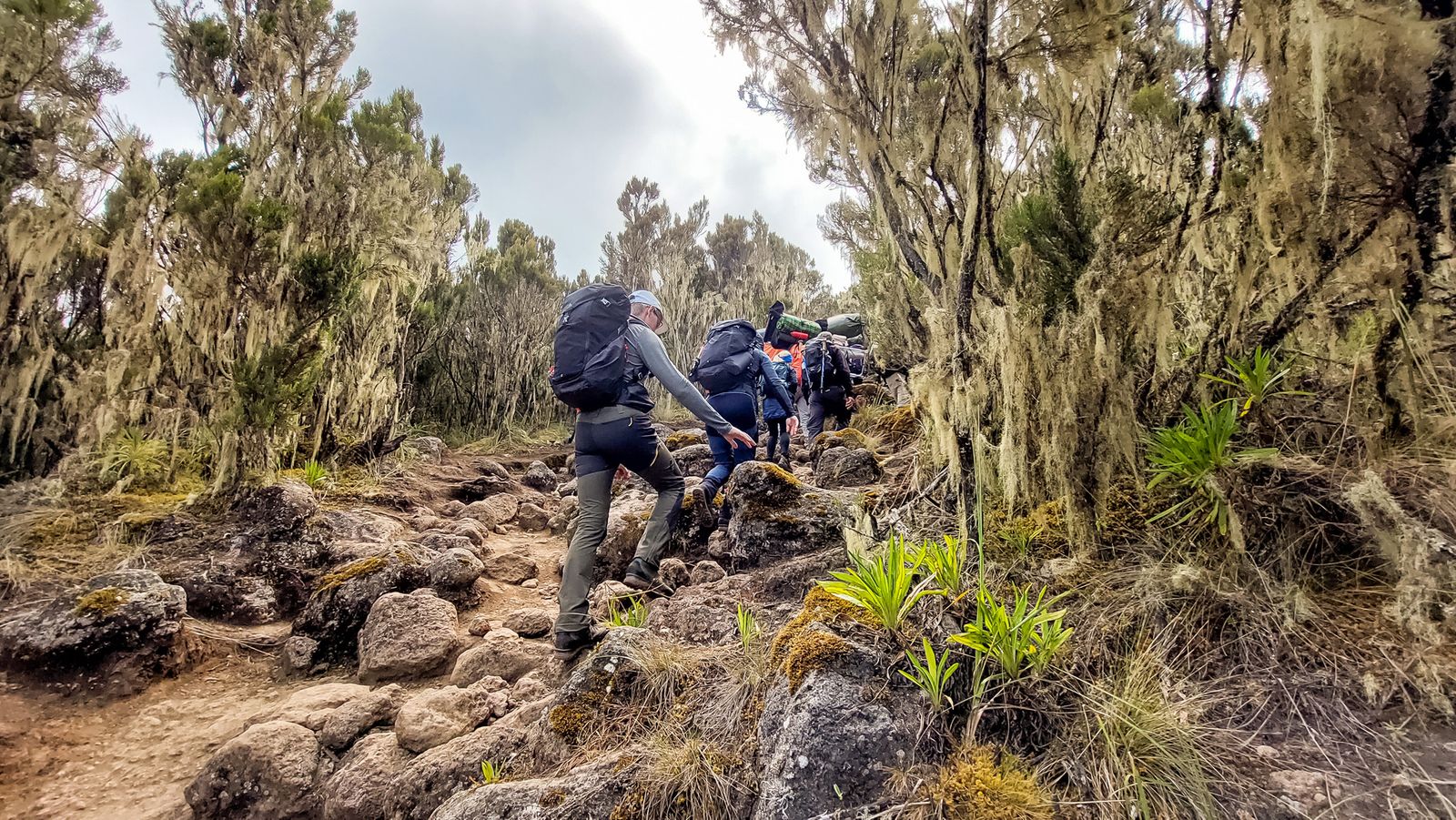 Megmásztam a Kilimandzsárót! – 2. nap: Machame tábor (3030 m) – Shira tábor (3850 m)