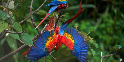 Peru – Amazóniai kalandtúra