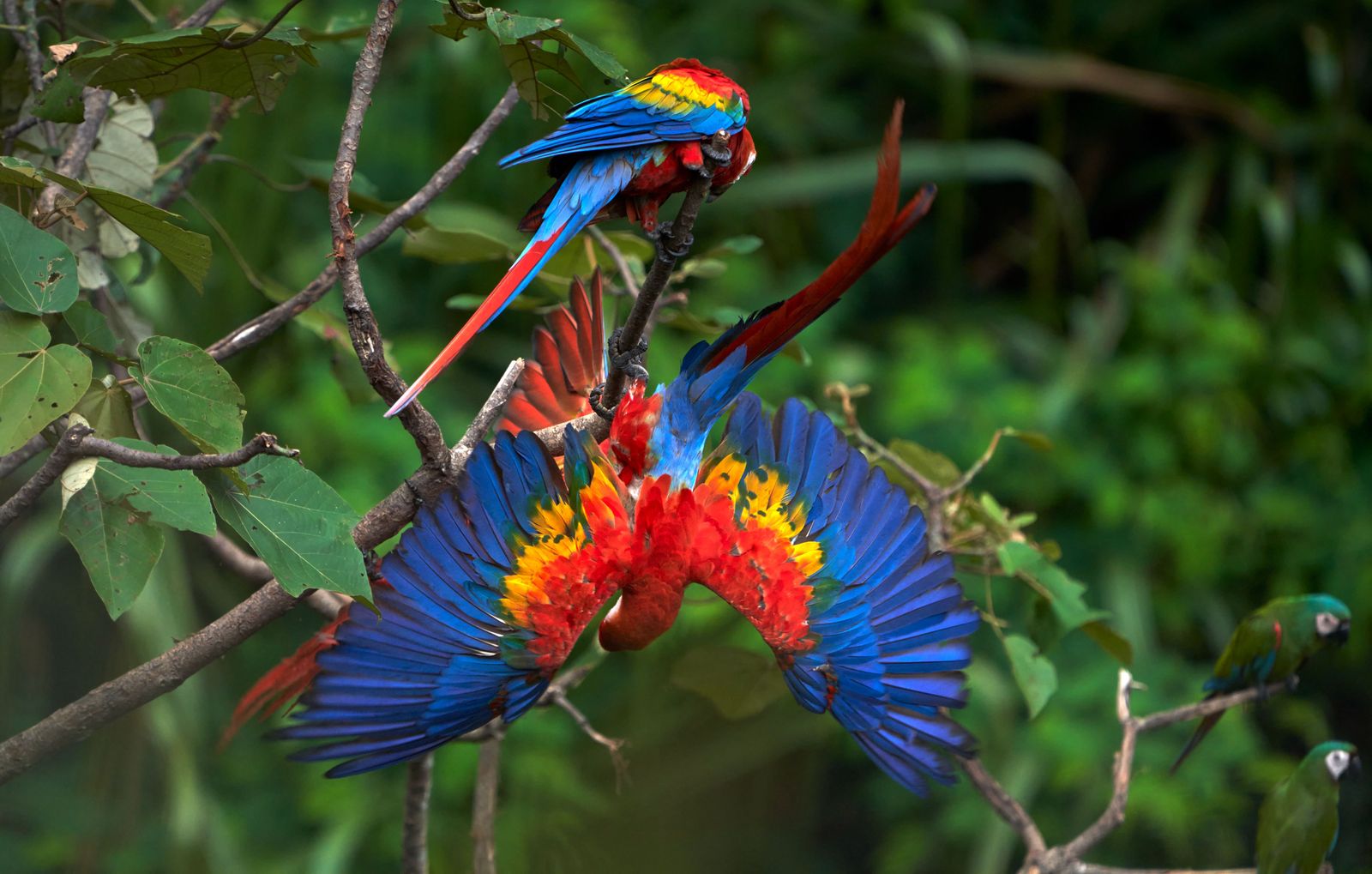 Amazóniai kalandtúra – Peru