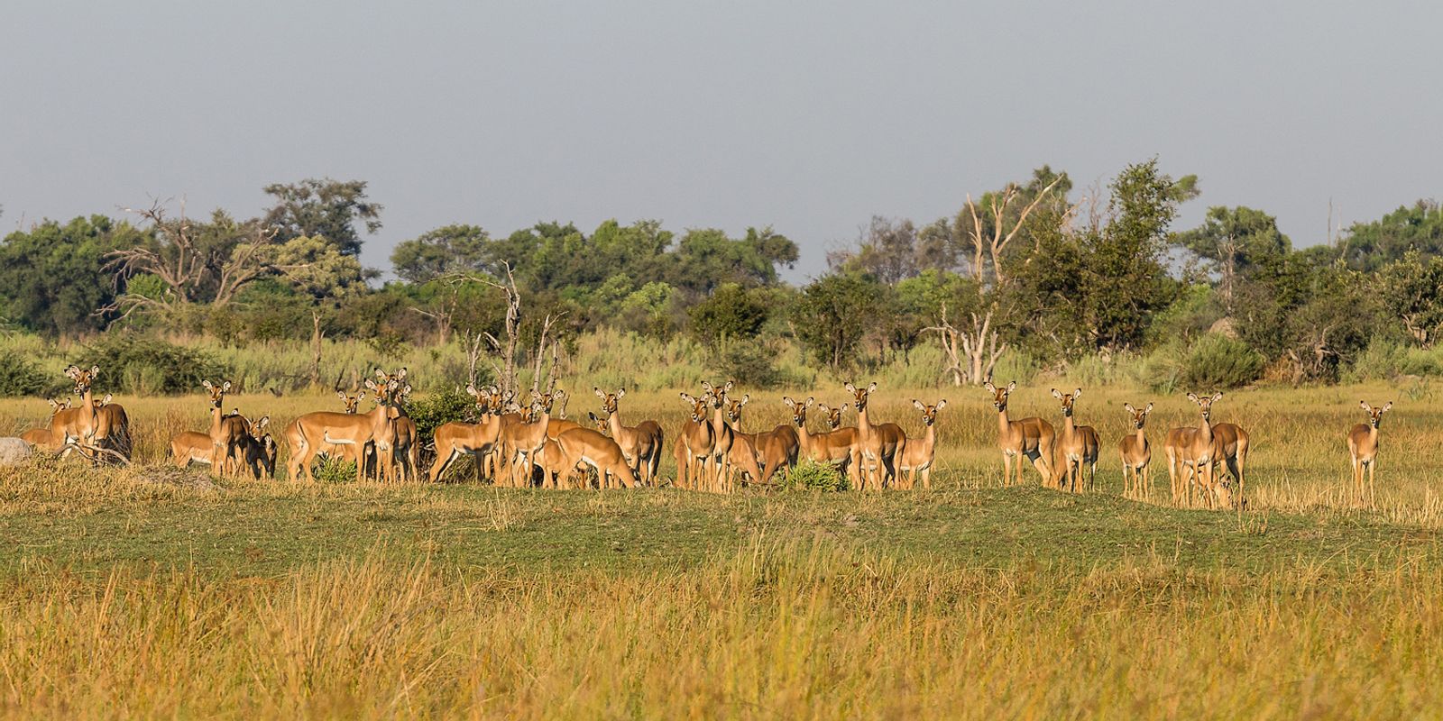 Namíbia, Botswana, Zimbawe, Zambia egyéni utazás