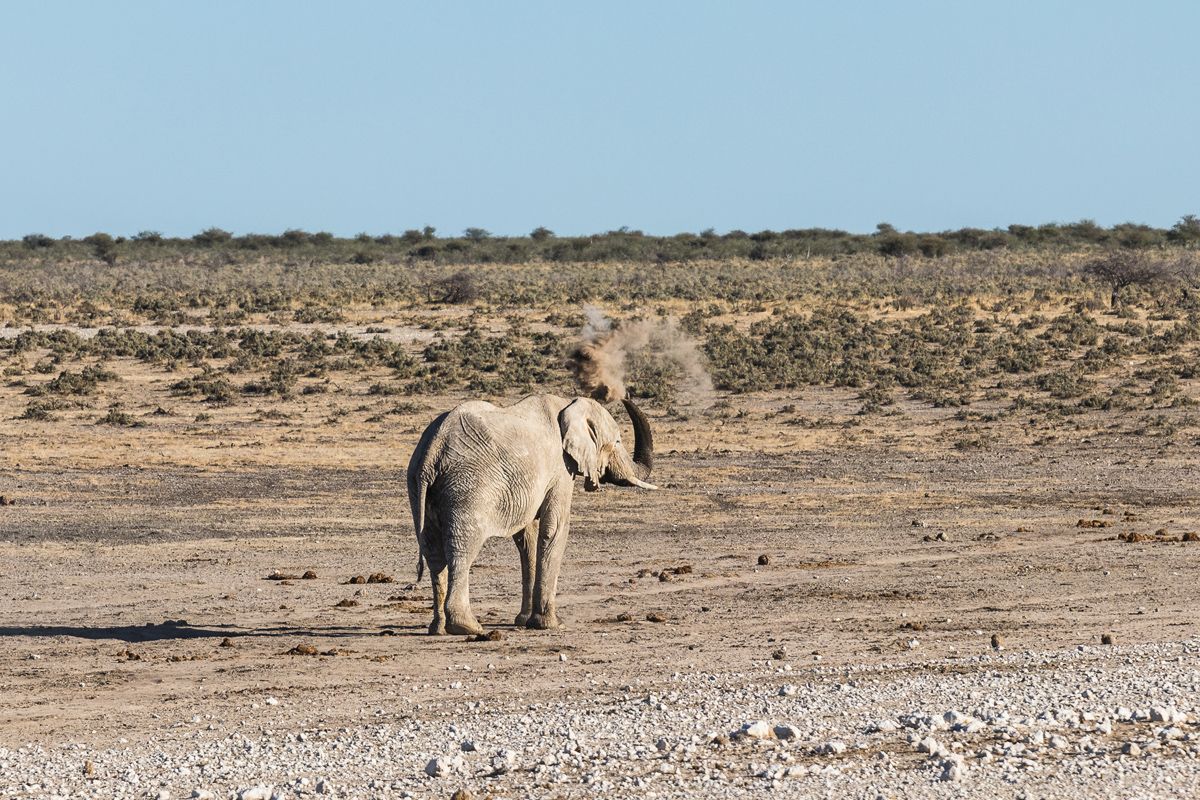  Maun – Elephant Sands – vadles