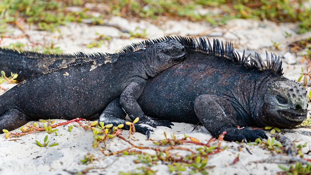 Santa Cruz-sziget – Baltra-sziget – Quito