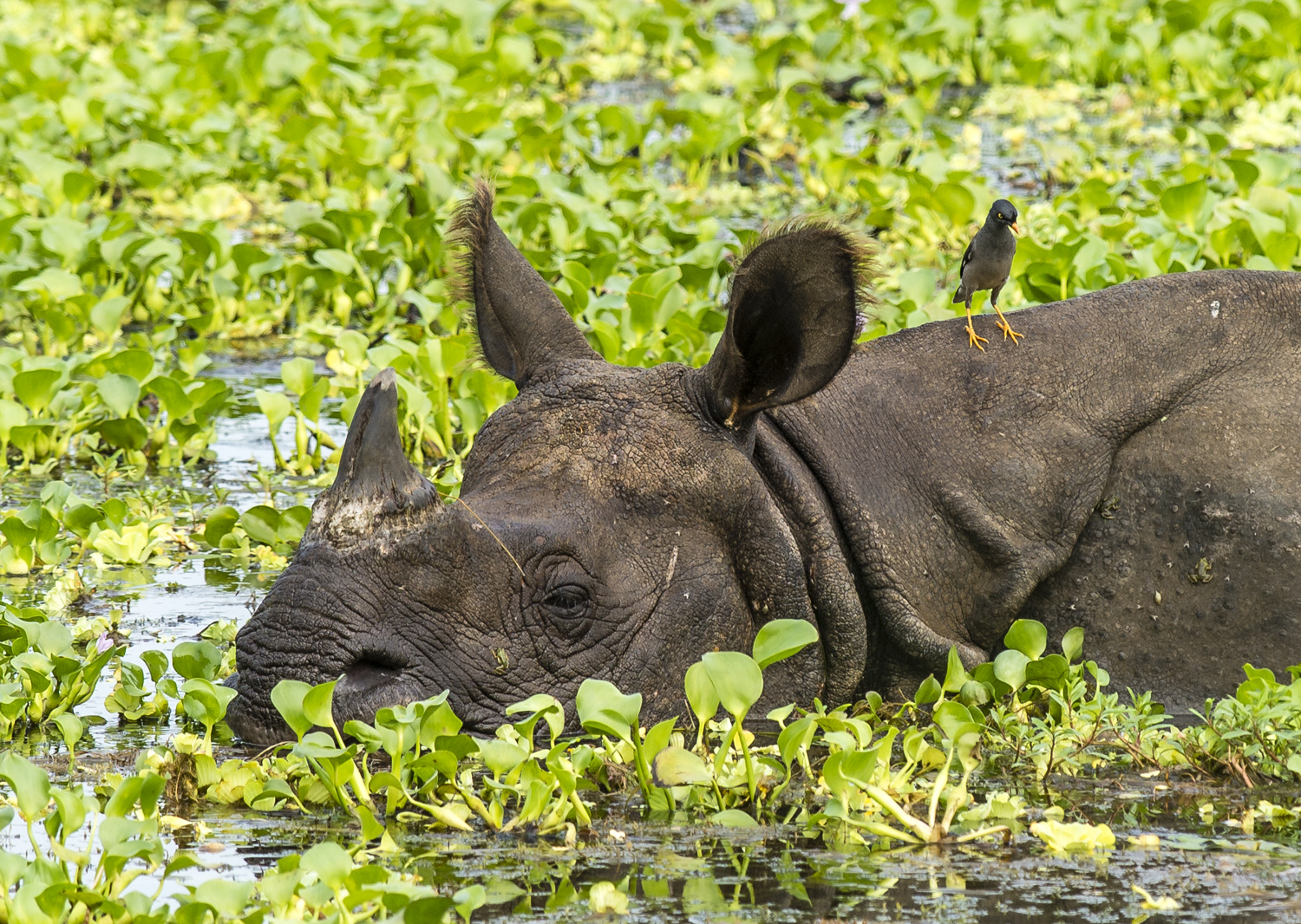 Chitwan Nemzeti Park, Nepál – Vörös Tamás Fotói ®
