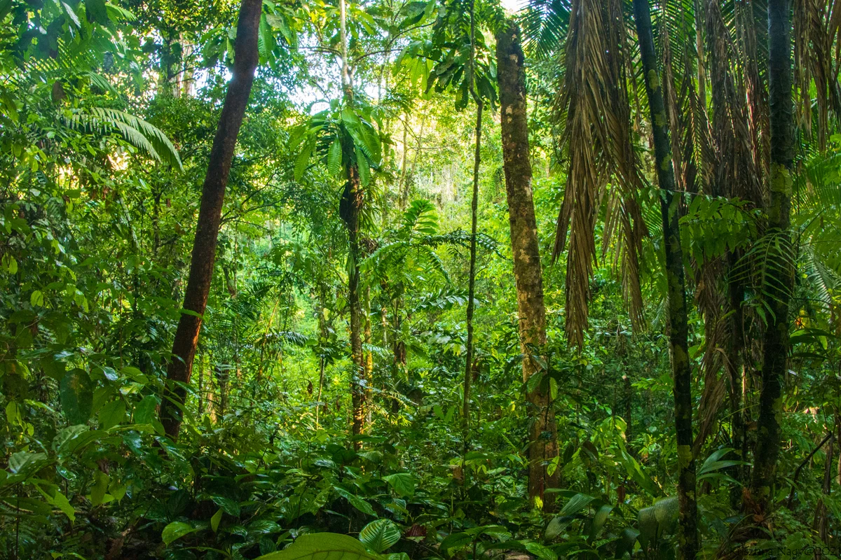 Amazónia – Yasuni Nemzeti Park – esőerdei túrák