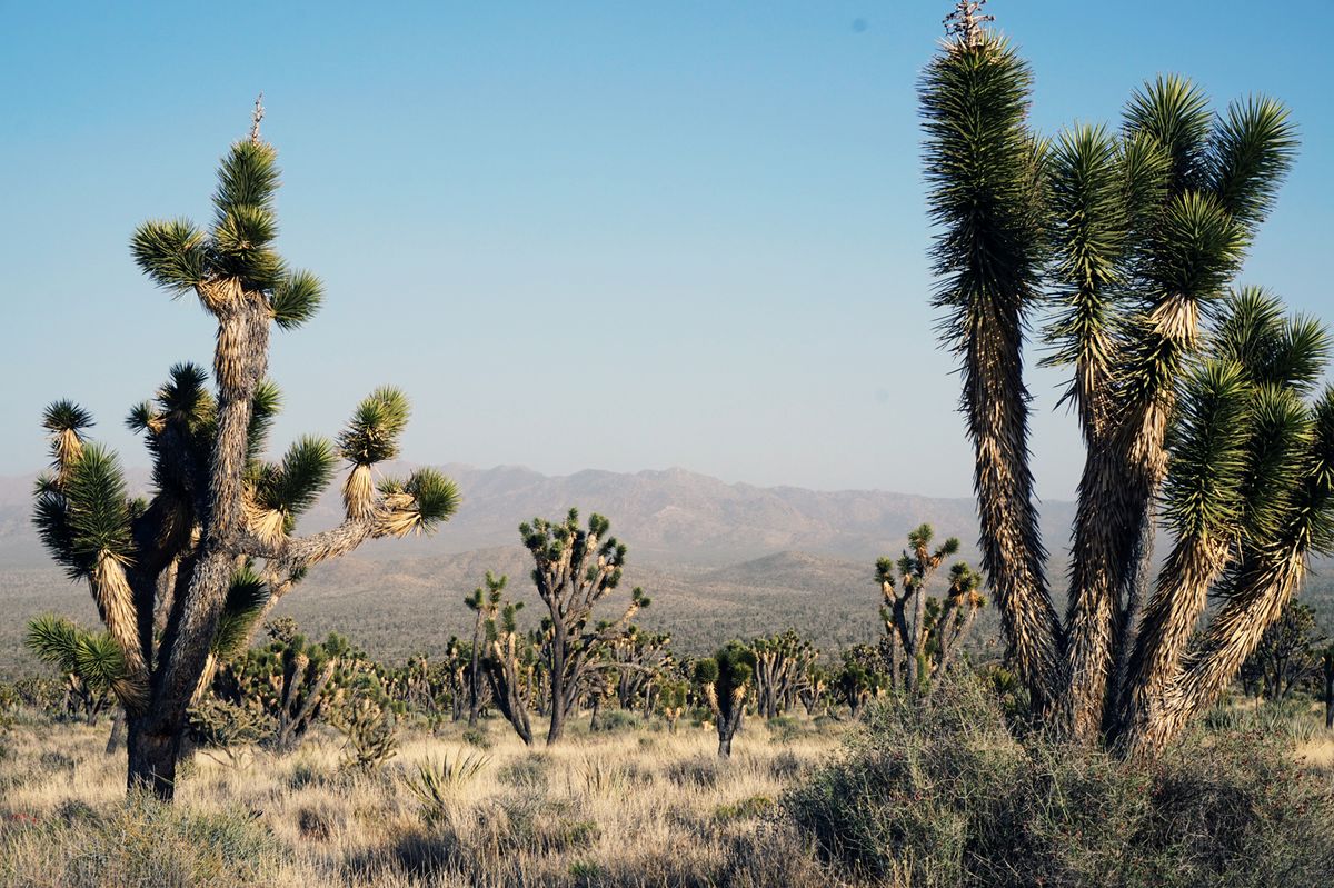 Grand Canyon – Mojave Természetvédelmi Terület