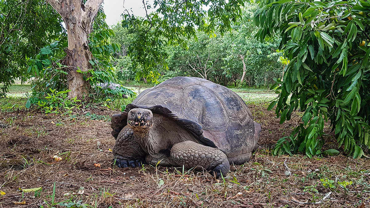 Isabela-sziget – Santa Cruz-sziget – Puerto Ayora – óriásteknős rezervátum – lávabarlang – Tortuga-öböl