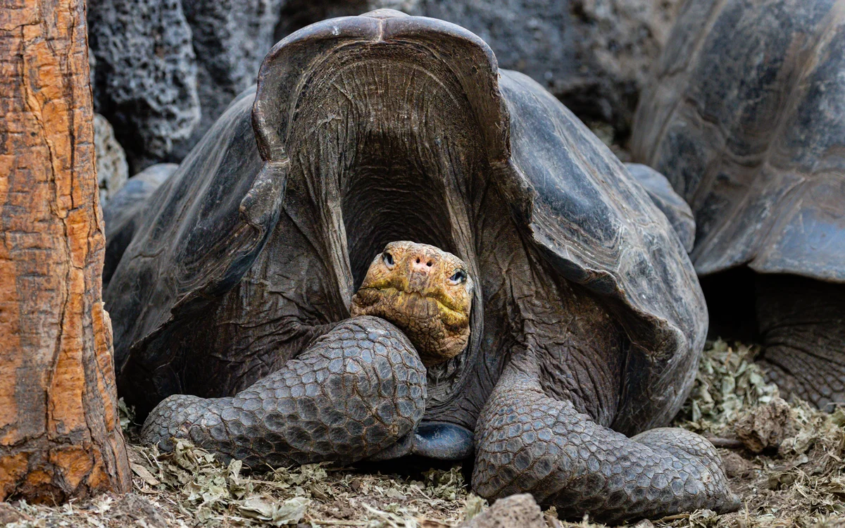 Isabela-sziget – Santa Cruz-sziget – Puerto Ayora – óriásteknős rezervátum – lávabarlang – Tortuga-öböl