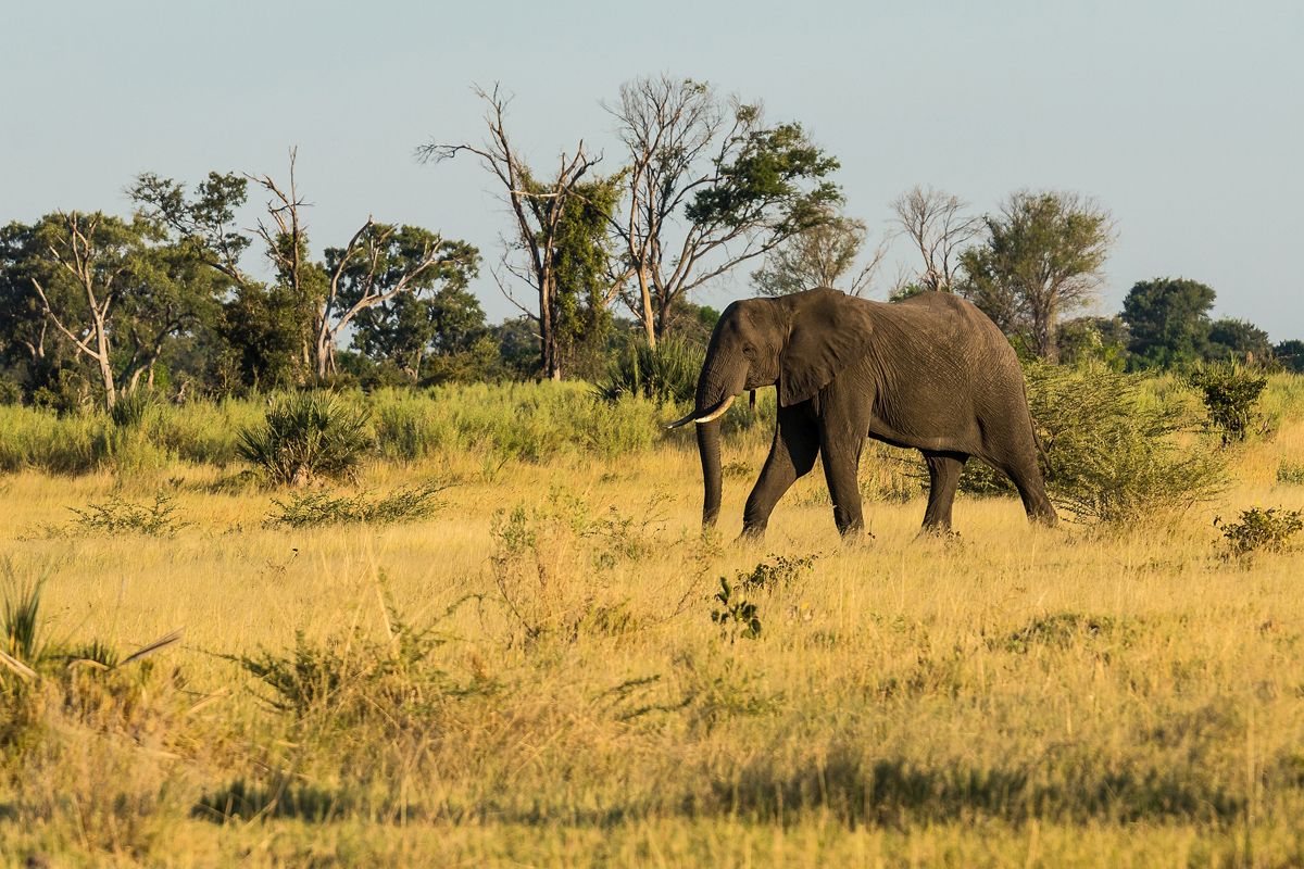 Maun – Makgadikgadi-medence – Gweta