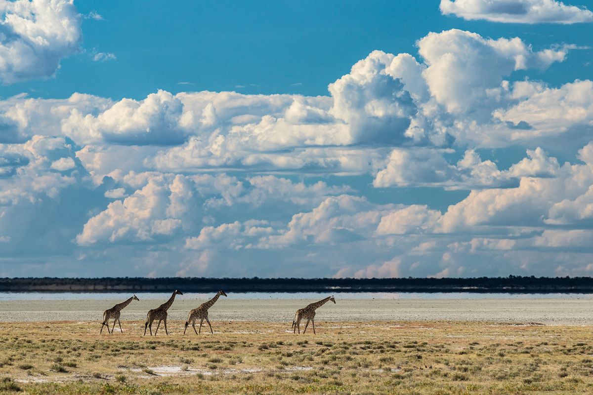 Etosha Nemzeti Park