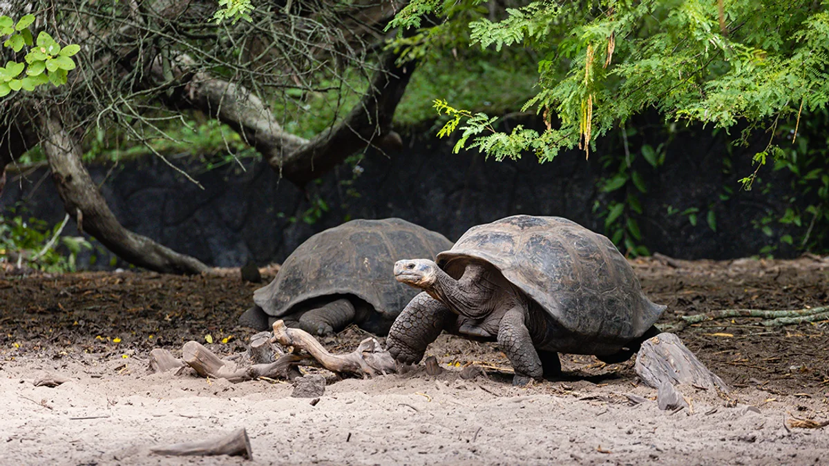 Floreana-sziget – Santa Cruz-sziget