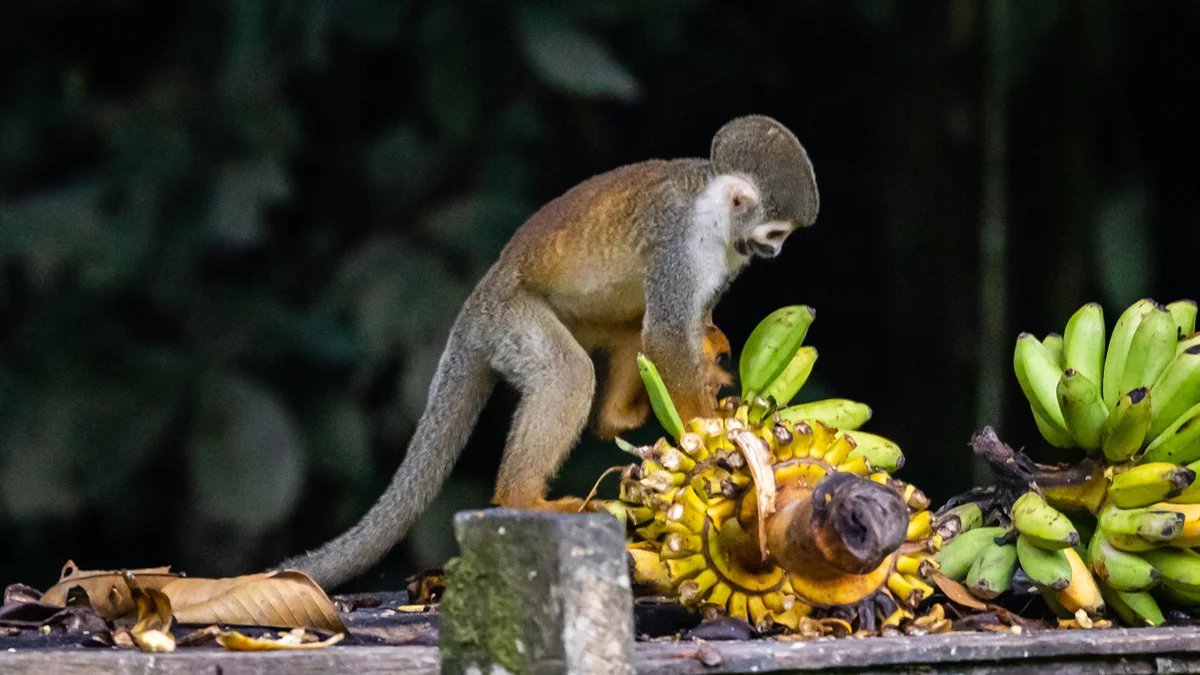 Amazónia – Coca – Quito