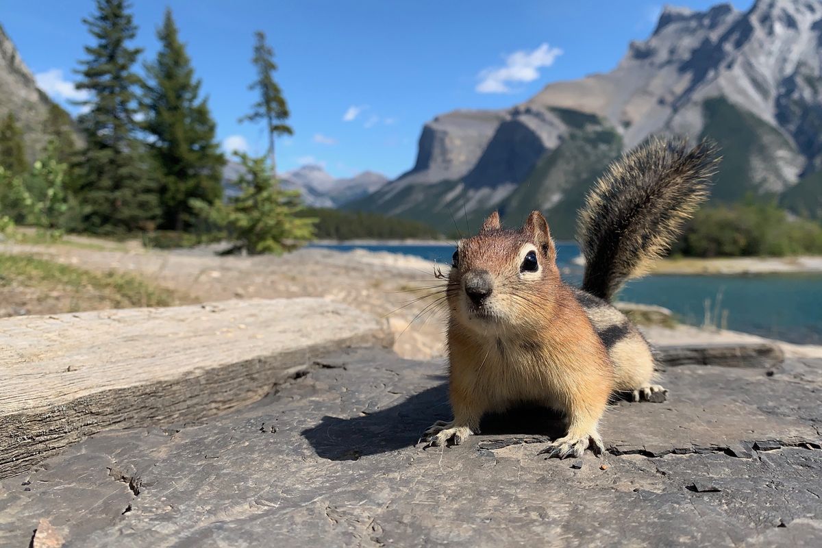Calgary – városnézés – hazaindulás