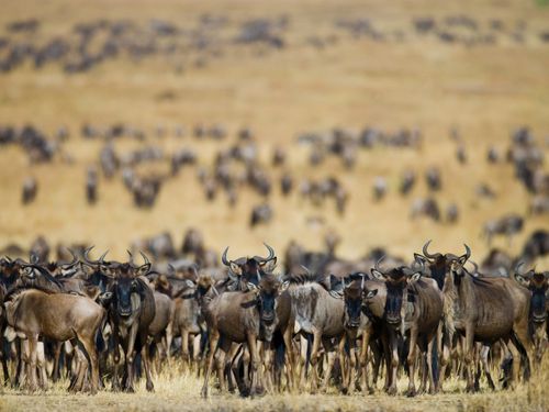 Gyorstalpaló Kelet-afrikai szafarikhoz – A nagy afrikai állatvándorlás 