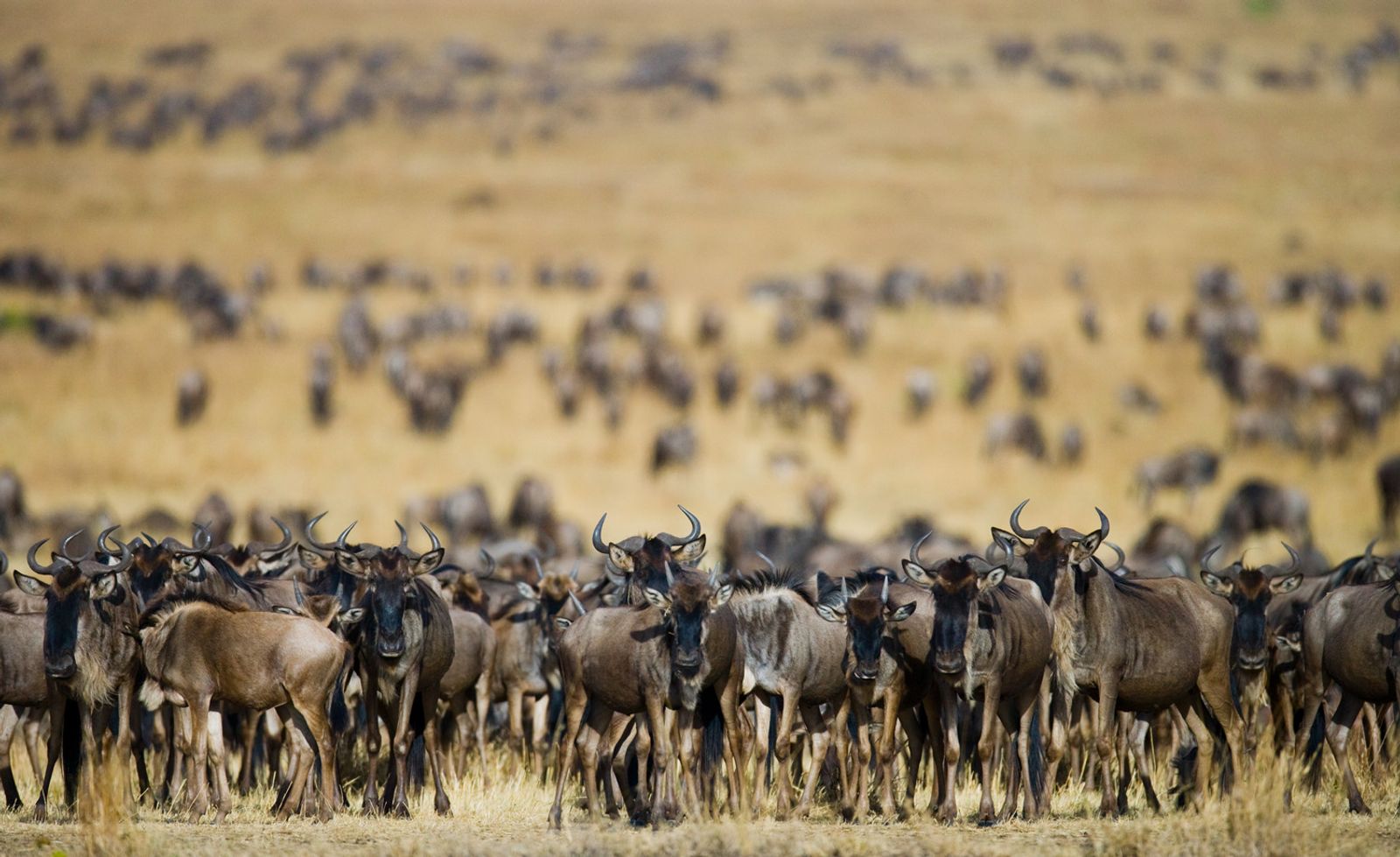 Gyorstalpaló Kelet-afrikai szafarikhoz – A nagy afrikai állatvándorlás 