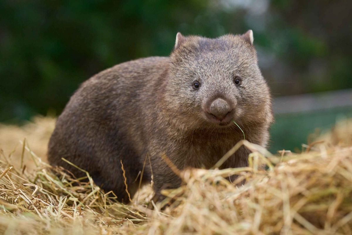 Hobart – Bonorong Vadrezervátum – Richmond – Coal River Valley – Hobart