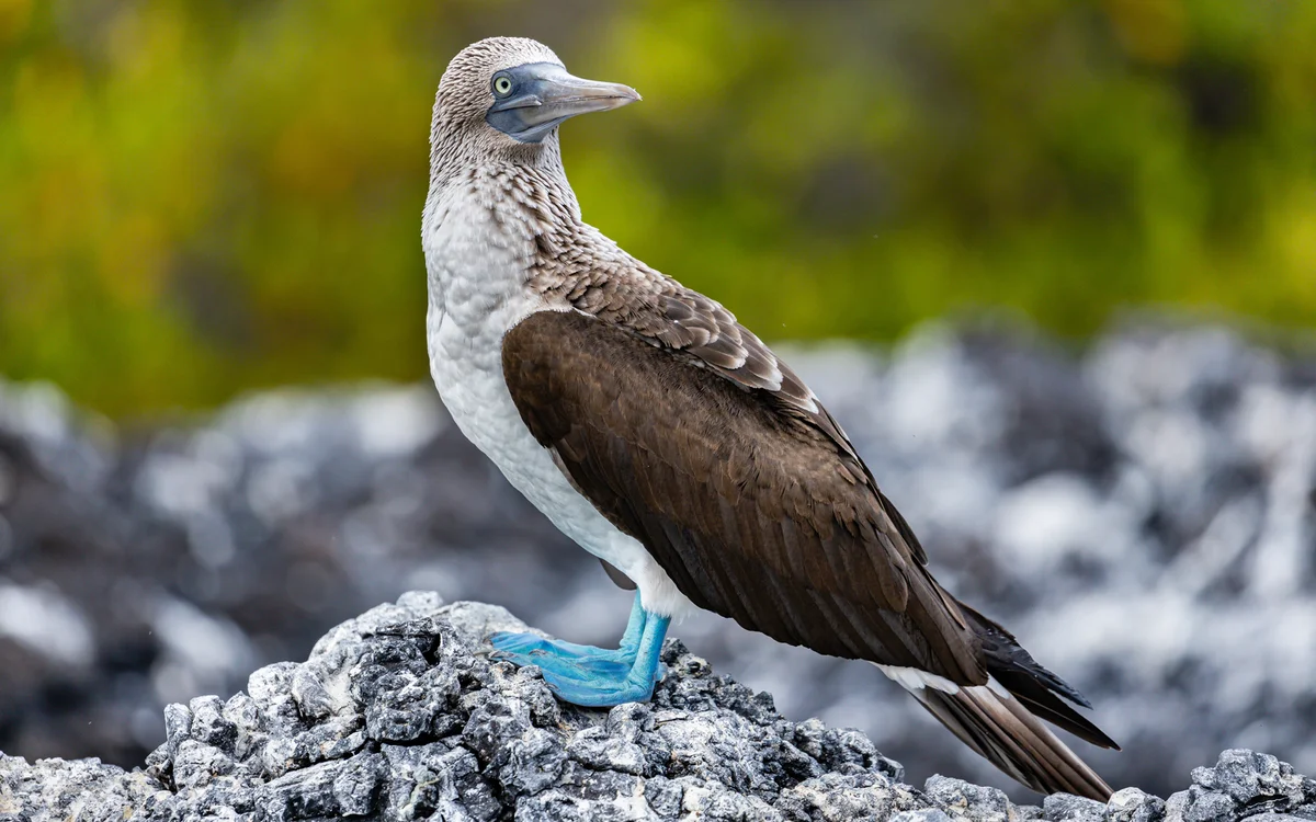 Santa Cruz-sziget – Darwin Tudományos Központ – Los Gemelos iker kalderák – Baltra – Quito